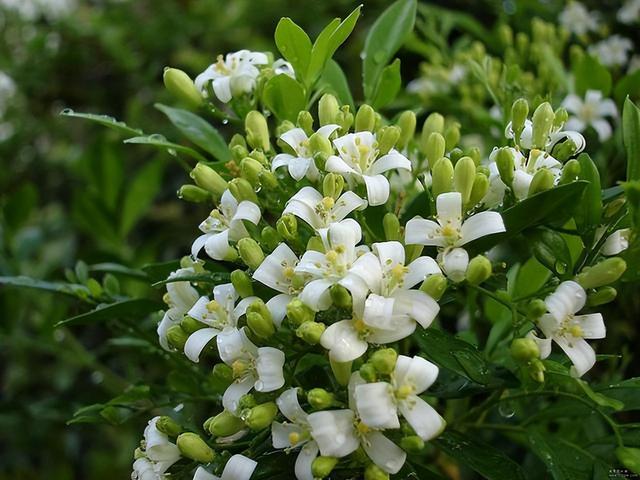 院子里养九里香花，花香清香典雅，让人心旷神怡