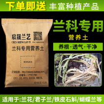 秋冬养君子兰，摆放位置有“讲究”，室内“3不摆”，弄错难开花