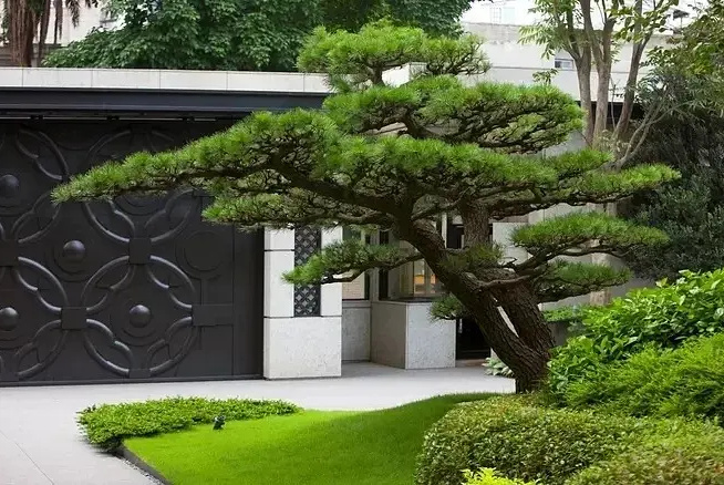 喜欢松树在园林景观设计中的点滴寓意