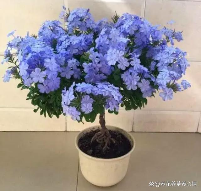 10月后养花，首选4种“爆花王”，四季轮番开，全年是花海