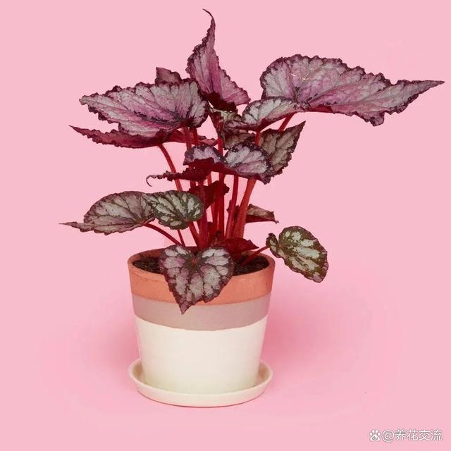 北边阳台适合养什么植物呢？开花植物有哪些选择？