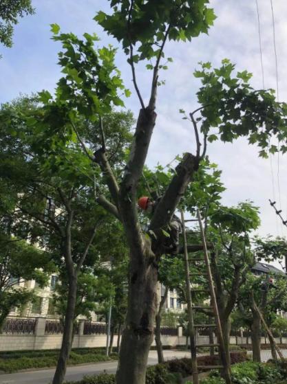 景观园林绿化养护技术