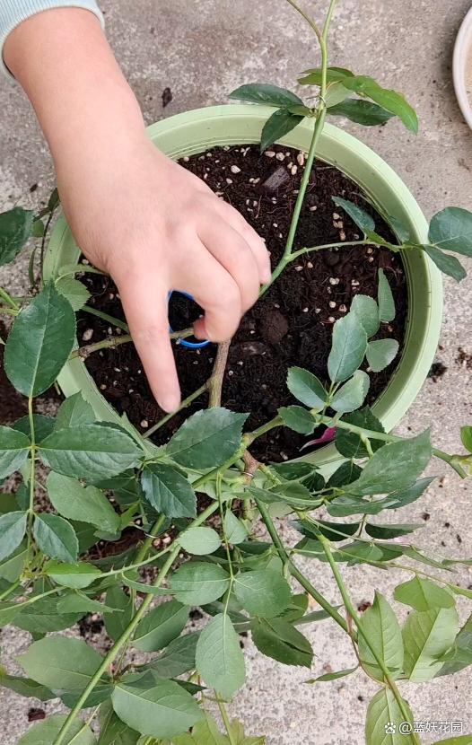 月季花为什么要压枝？什么样的月季需要压枝？