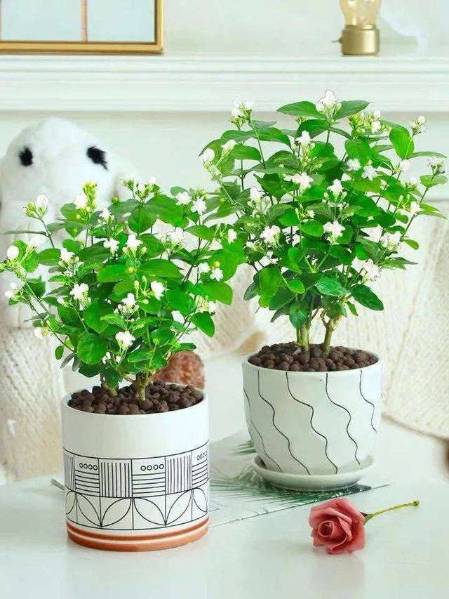 茉莉花怎么养才长得好？茉莉花的养护秘籍：让你的花朵绽放美丽！