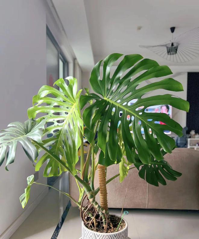 6种“绿色制氧机”，客厅、卧室放一盆，快速入眠，睡到天亮