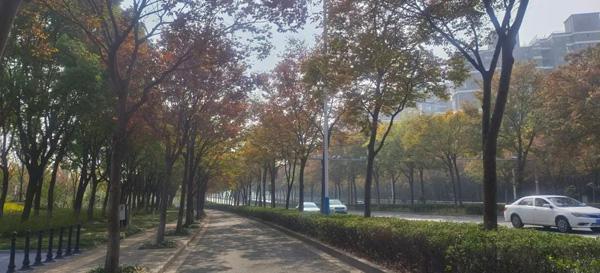 打造四季多彩的道路景观！青浦新增一条上海市绿化特色道路