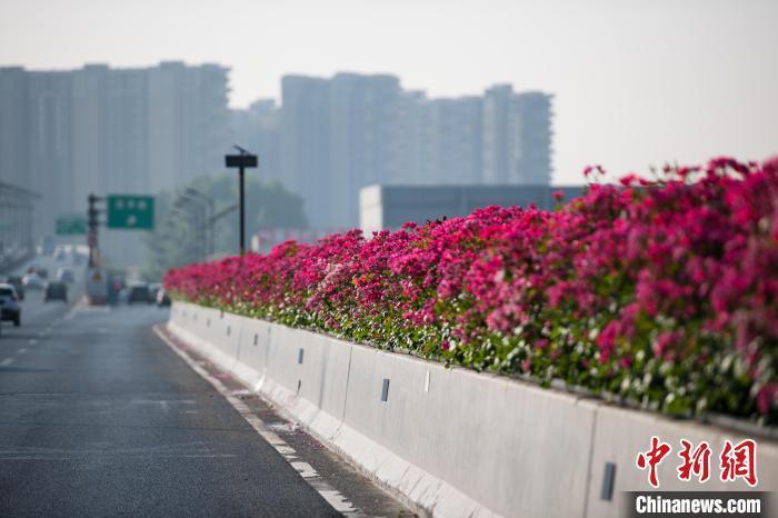 江杭州215万高架月季绽放 民众开启“走花路上班”模式