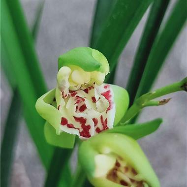 精品兰花——梨山狮王
