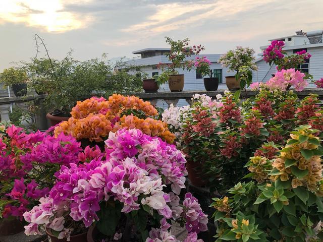 6种花，夏天别乱浇水，浇水不控制，度夏成“麻烦”