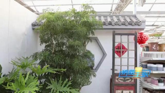 家里养花有啥讲究？这几点要注意