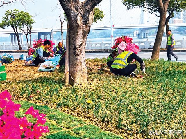 舒心！惠州市区道路沿线园林绿化景观有了很大改观