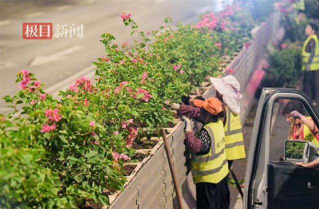 海棠花谢幕，三角梅登场，武昌街头绿化隔离带上新5000盆鲜花