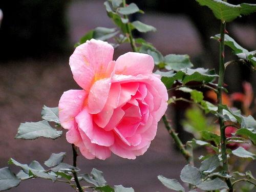 早春月季花出现这种黄叶，要及时处理