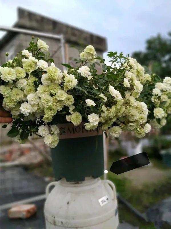微型月季花的经典品种——绿冰