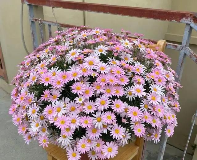夏天逛花市，3种花“闭眼入”，拿回家就爆花，开到年根底