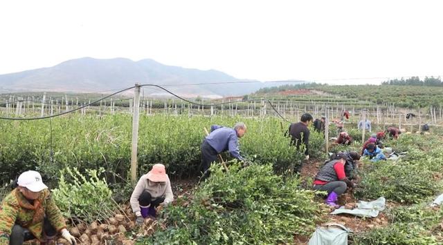 宁远：人勤春来早 苗木销售旺