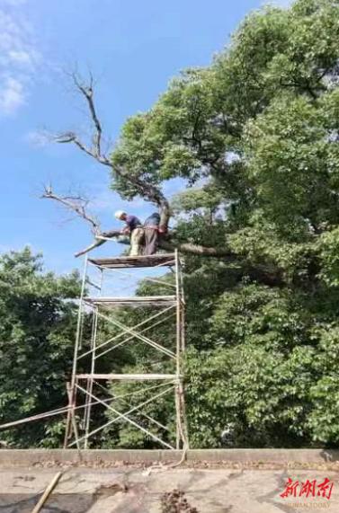 芦淞区园林绿化中心为株洲“樟树王”整形修剪