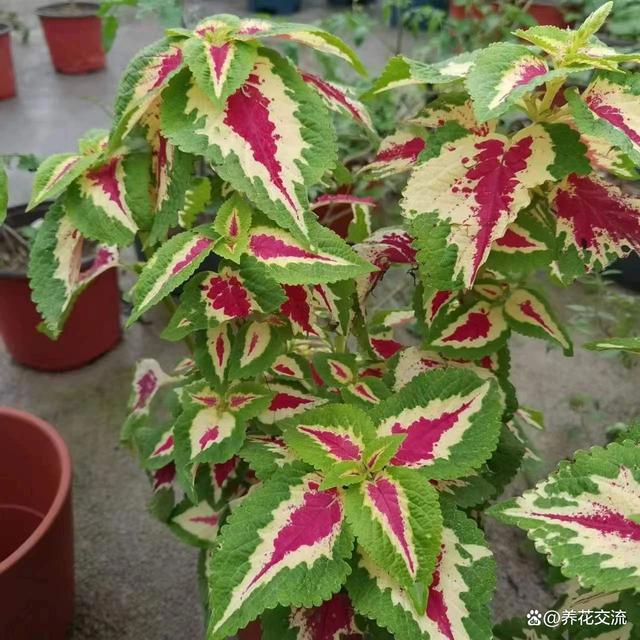 室内养不好盆栽植物的常见原因，你占了其中几个？