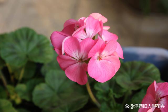 天竺葵怎么度夏？度夏攻略要收好，4个重点，帮你熬过夏天