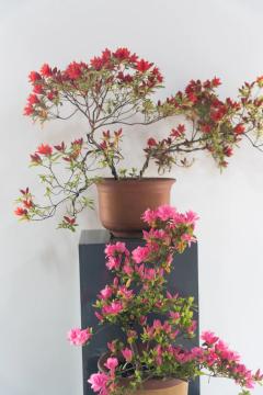 2023上海（国际）花展·滨江杜鹃花展盛装亮相