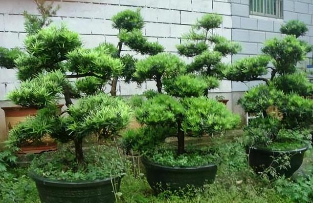 家里阳台摆盆罗汉松盆景，大家快来了解一下