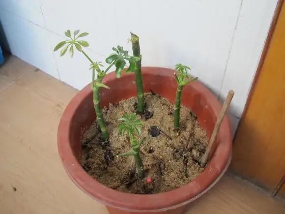 这样养花真省钱，“5种花”剪个枝，插盆里，养出多盆，旺盛漂亮