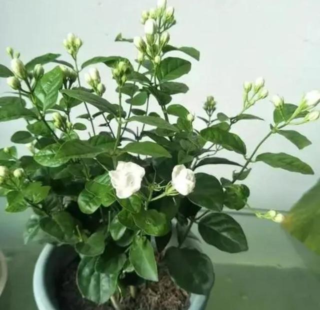 家里养7种花，清新雅致又养人，关键还好养