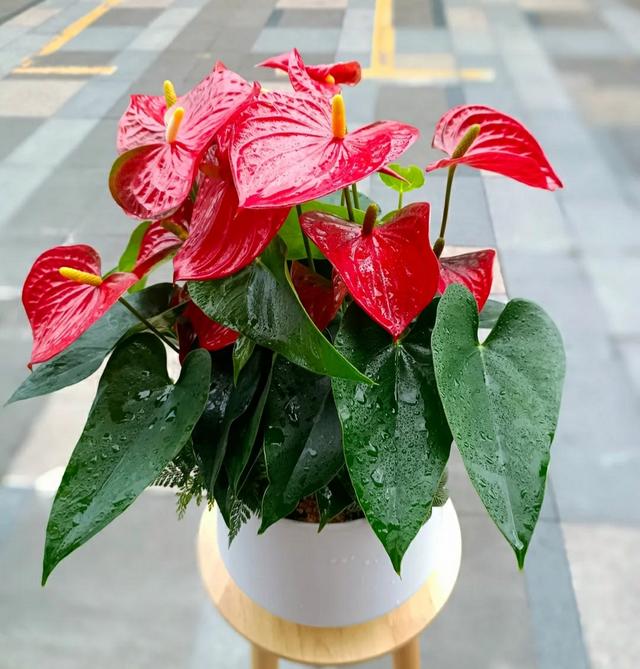 哪怕再没钱，冬天也要入手4种花，好看又吉利，越养越旺财