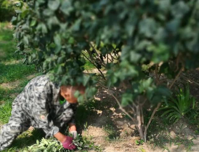 园林绿化养护主要工作 园林绿化养护主要工作