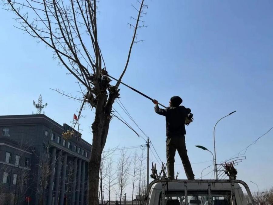勃利县：剪树枝正当时 用“绣花功夫”提升城内绿化“颜值”