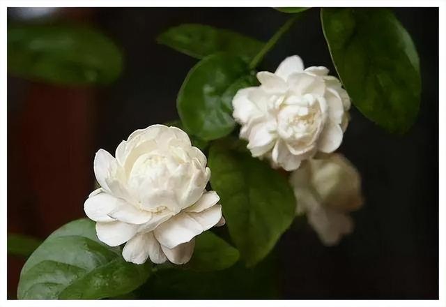 虎头茉莉，优秀的盆栽茉莉品种，花大美丽，芬芳好养，适合新手