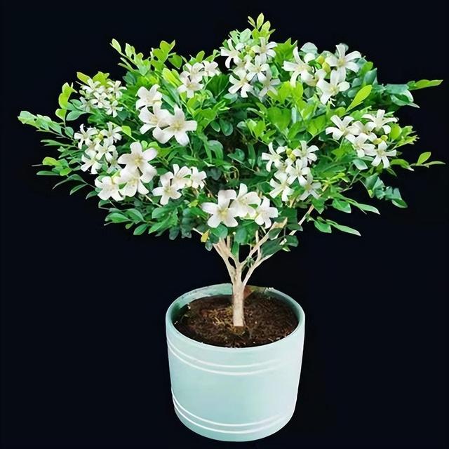 喜欢养花的朋友，建议养几盆此花在家里，香味浓郁，好打理