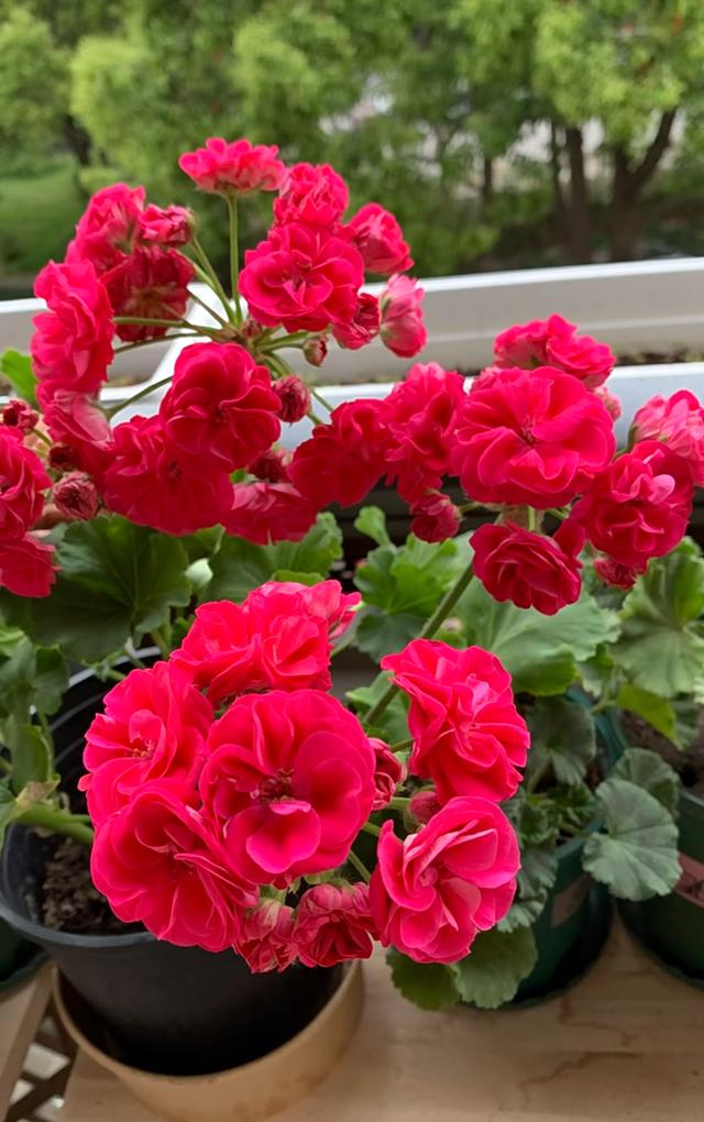 天竺葵新品种“罗莎琳达”，花美如玫瑰，又美又喜庆，耐热好养活