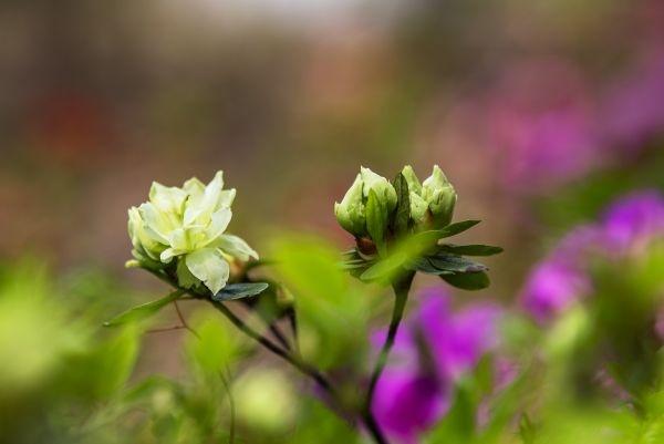武汉“春赏花”切入杜鹃花海频道