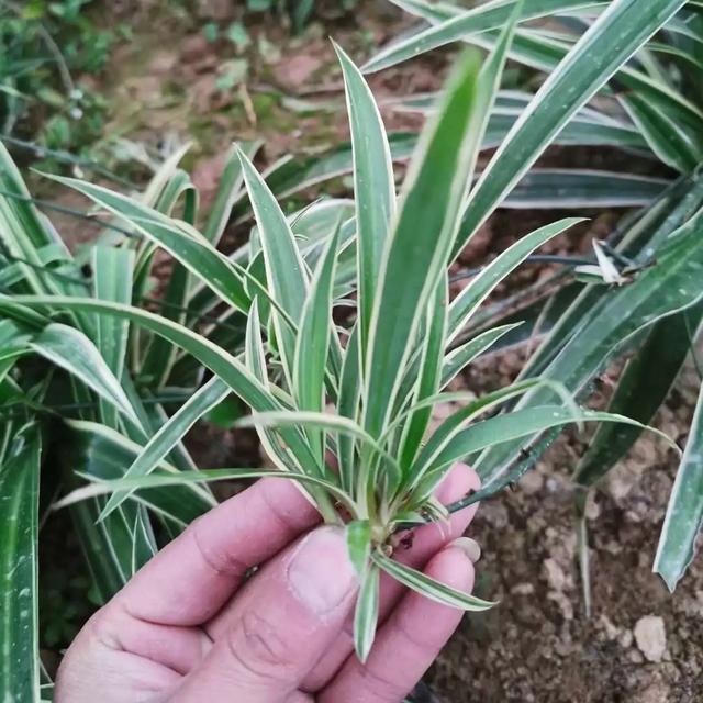 这样养花真省钱，“5种花”剪个枝，插盆里，养出多盆，旺盛漂亮