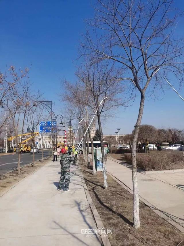 哈市园林春整深入推进，已修剪树木19万株，清理绿地356万平方米