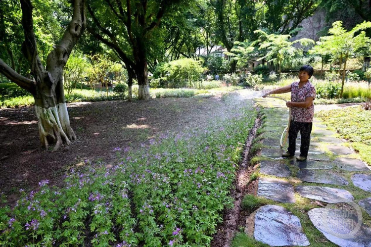 大树底下好风景！石门公园“林下花园”亮相