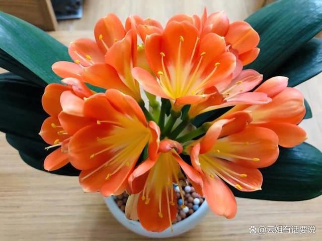这4种花“不能换盆”，一换就死，很难挽救回来！