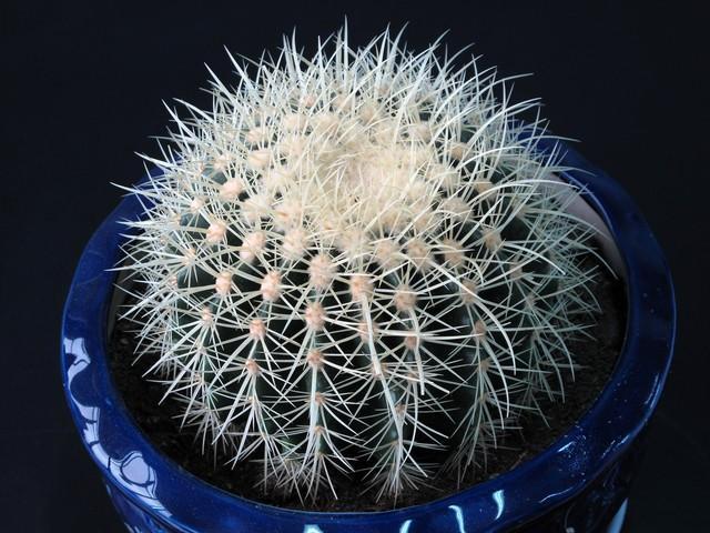 室内养花，5种花不能养，2种花要常养，是过来人的经验，要牢记