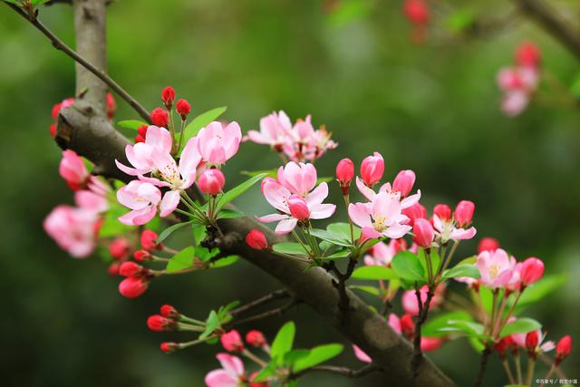 海棠花的种植方法及养护，知道吗