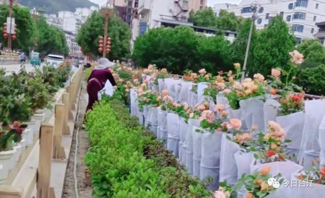 「和美城乡 四大行动」台江县：补植补栽添“新装” 绿化美化再提升