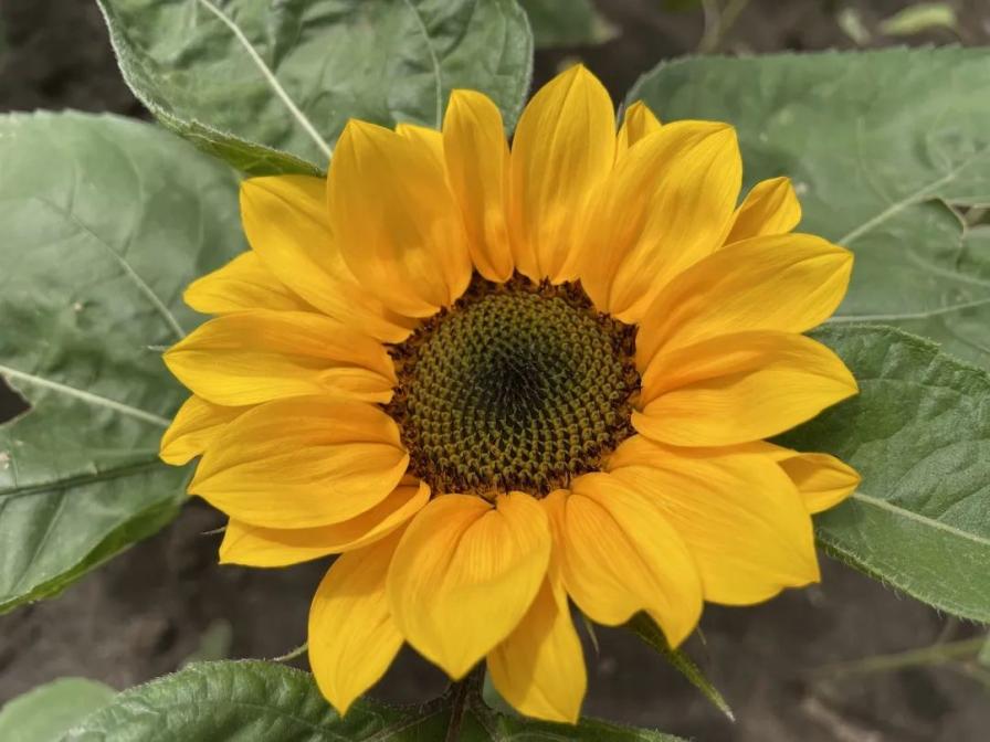 百花园主题花展至6月18日