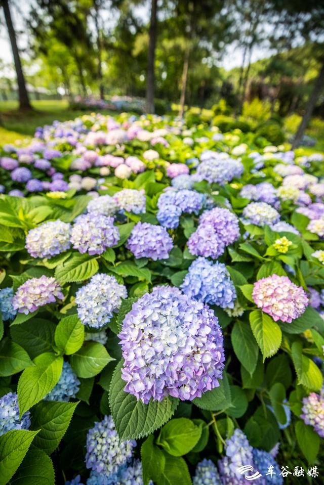 初夏时节，到汤湖公园与绣球花来场浪漫“约会”吧