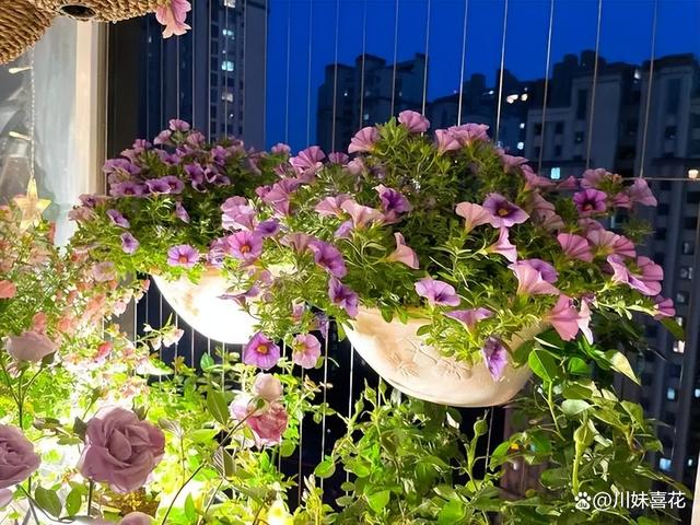 分享4种适合新手的漂亮花，每一种都好似瀑布，轻松养爆盆