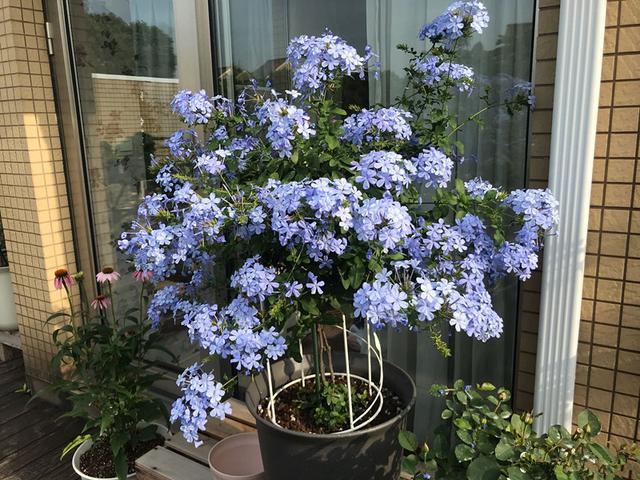 4种耐热花，天热不要“断粮”，多浇一壶水，或许就能多开一茬花
