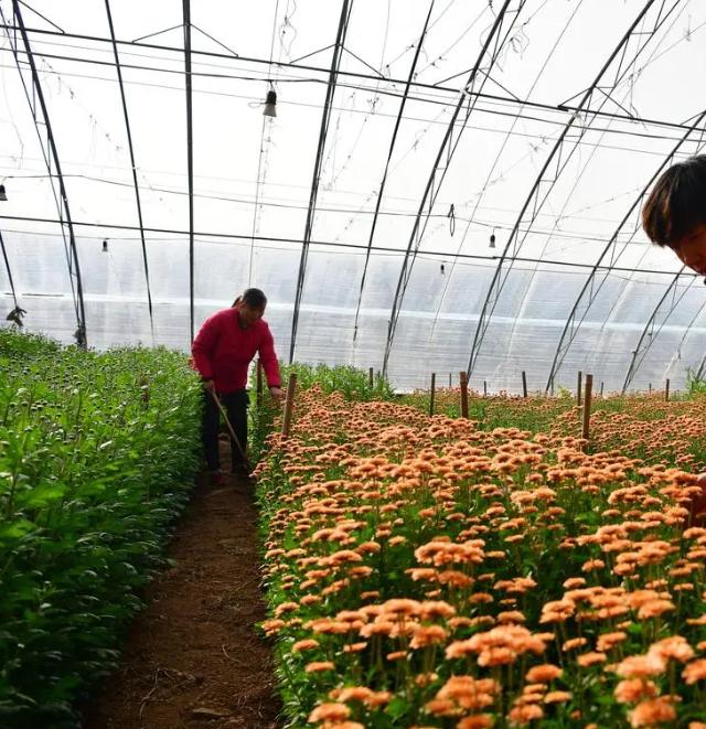 大棚里的花全是花苞，家里养得却开花不多，原来“猫腻”在这里