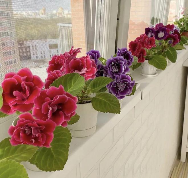 5种“喜水花”，一天一瓢水，立马绿油油，偷懒“死的快”