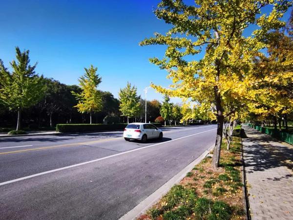 打造四季多彩的道路景观！青浦新增一条上海市绿化特色道路