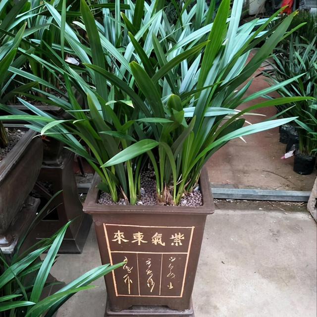 4种不好的养花习惯，习以为常了，就是花卉黄叶、烂根的罪魁祸首