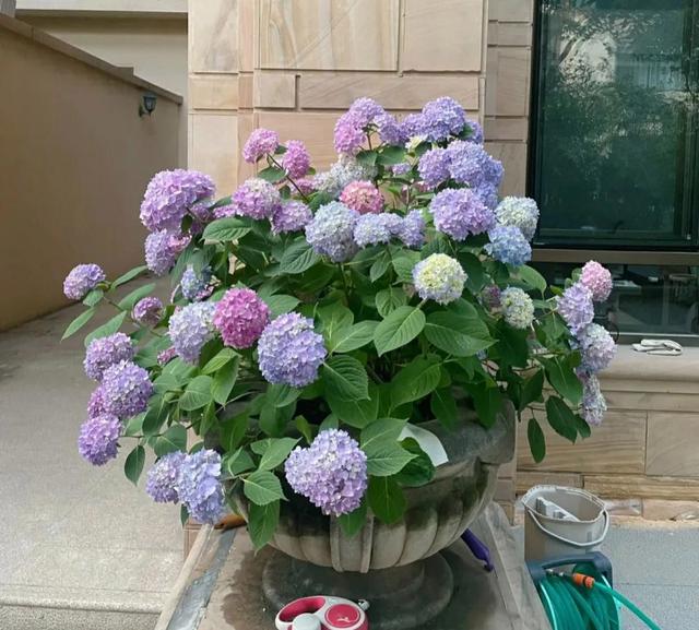 我们都被骗了，夏天不能养绣球花，谁养谁后悔